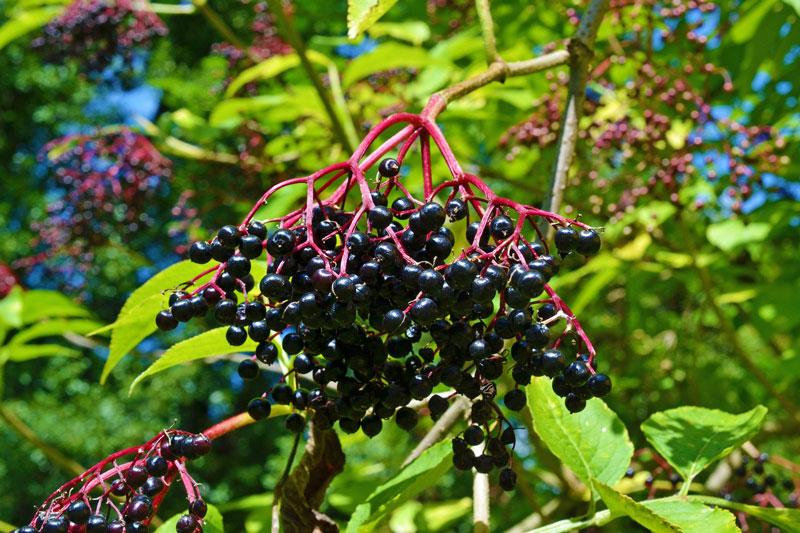 Holunderbeeren am Strauch