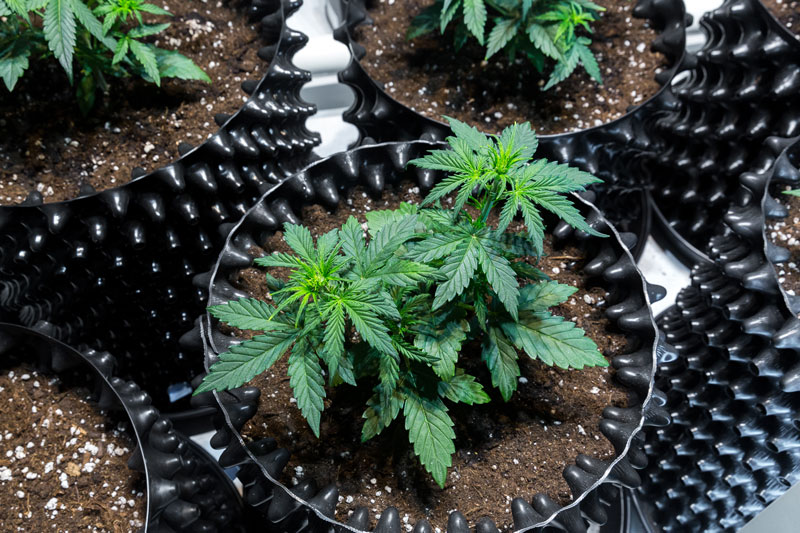 Junge Cannabispflanzen in Töpfen