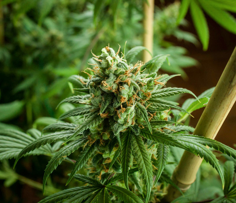 Cannabis Pflanze wächst an Bambusstab
