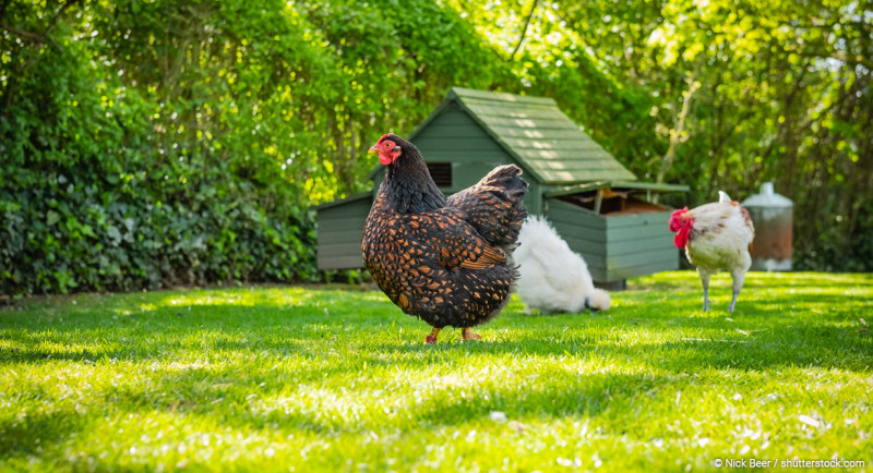 Hühner im Garten halten: Das musst du beachten
