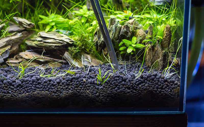 Pinzette setzt Pflanzen im Aquarium ein