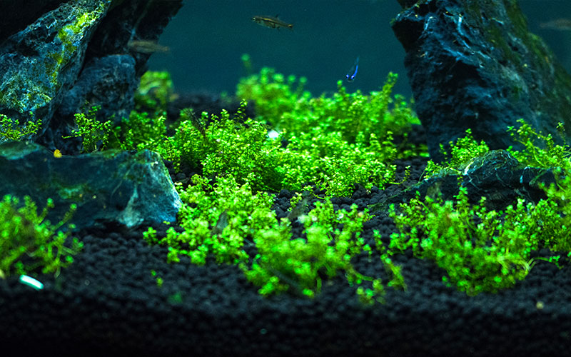 Dunkler Bodengrund und grüne Pflanzen im Aquarium