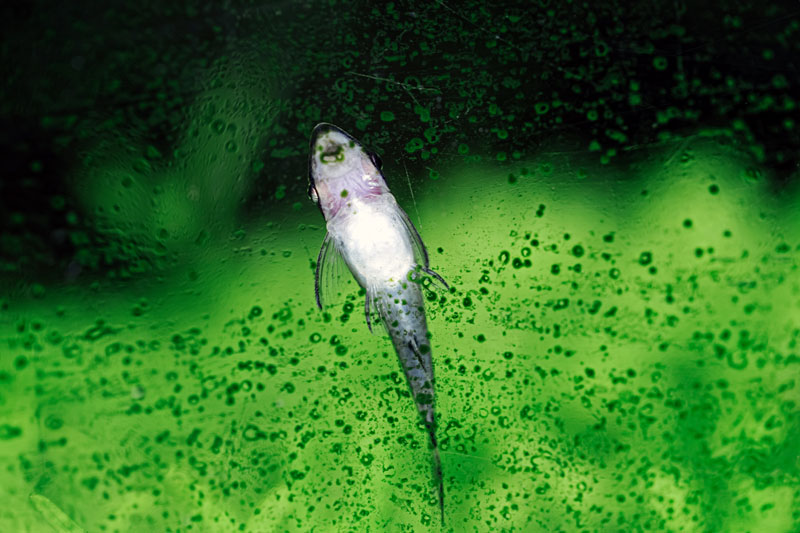 Fisch frisst Algen an Aquarium Glas