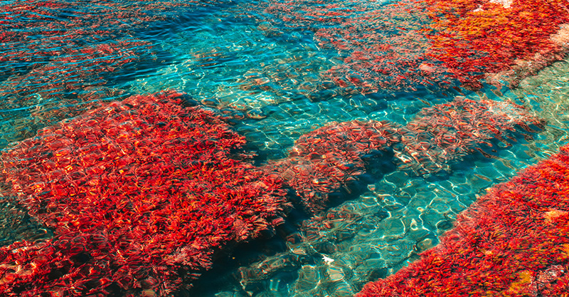 Rote Algen im Meer