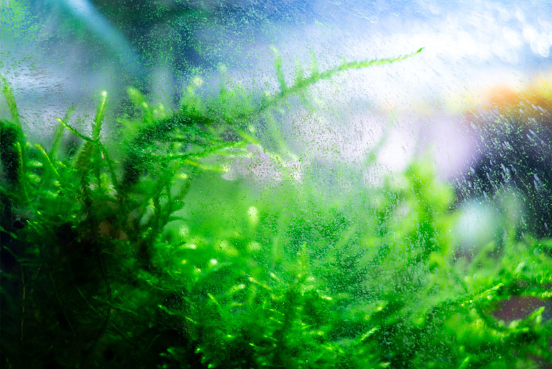 Aquarium mit Algen am Glas